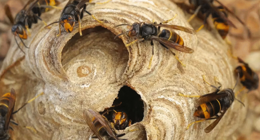 Les frelons asiatiques : Guide complet pour protéger votre maison et votre jardin