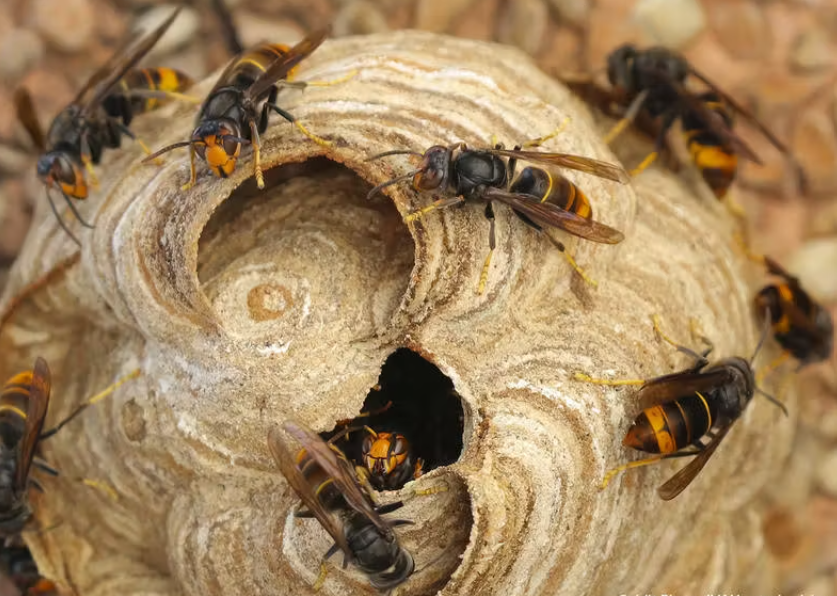 Les frelons asiatiques : Guide complet pour protéger votre maison et votre jardin